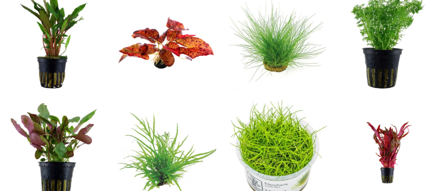 Aquarium Plants for Every Setup