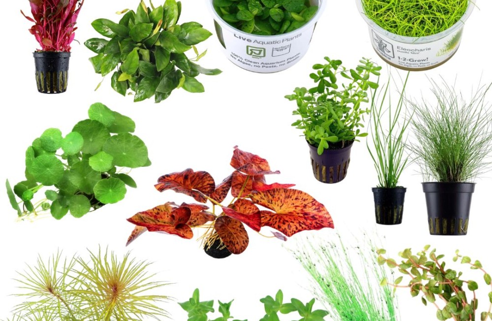 New Aquarium Plants Now In Store