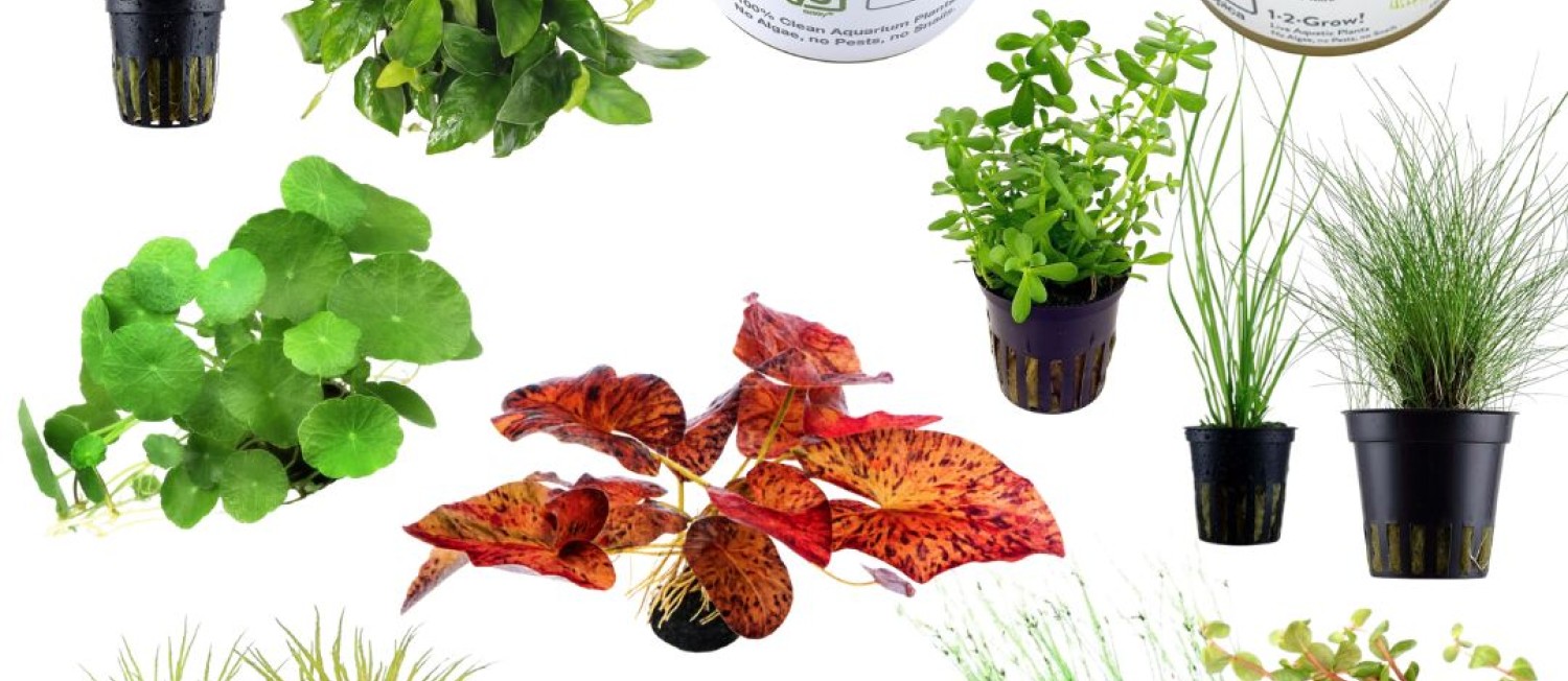 New Aquarium Plants Now In Store