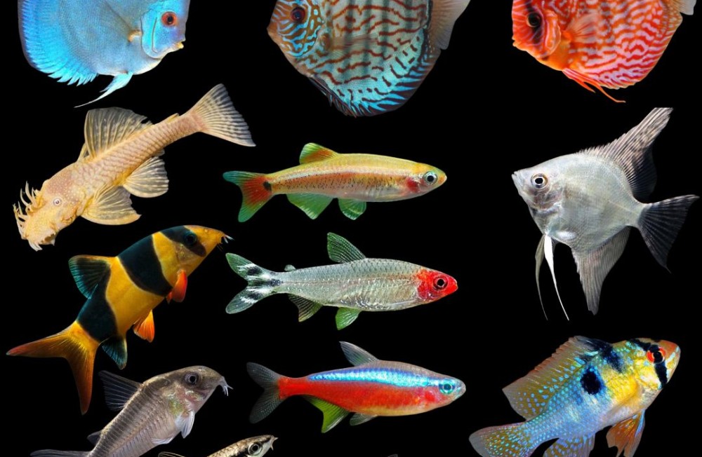 New Freshwater Stock In Store