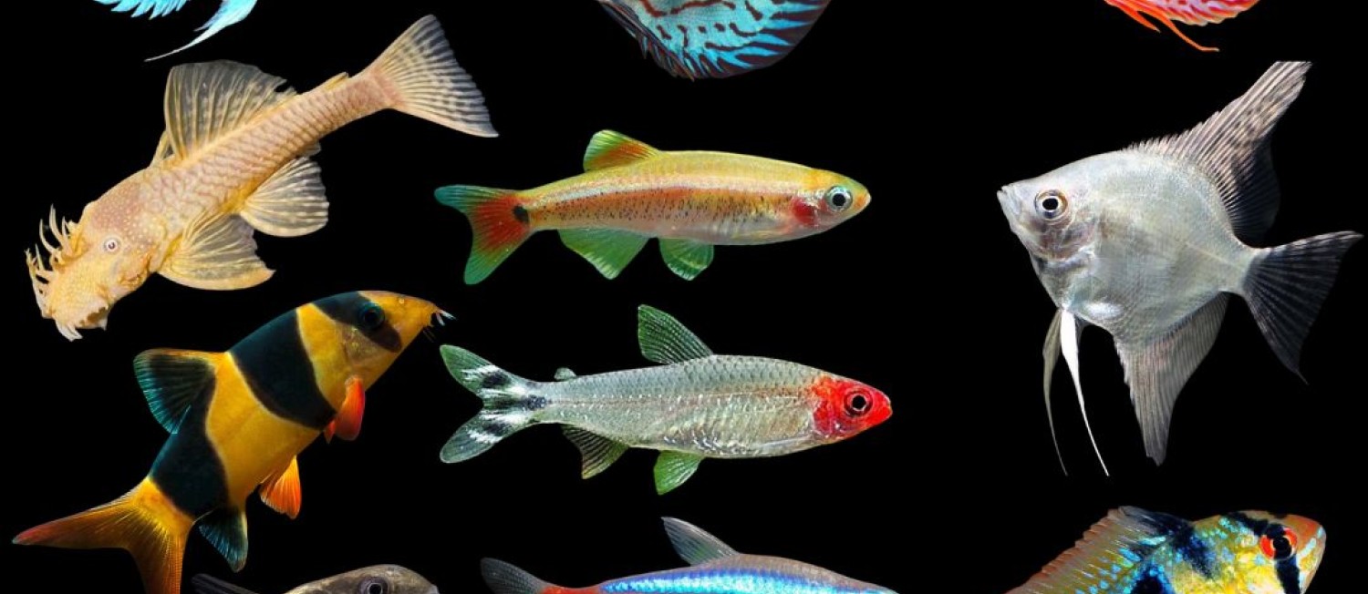 New Freshwater Stock In Store
