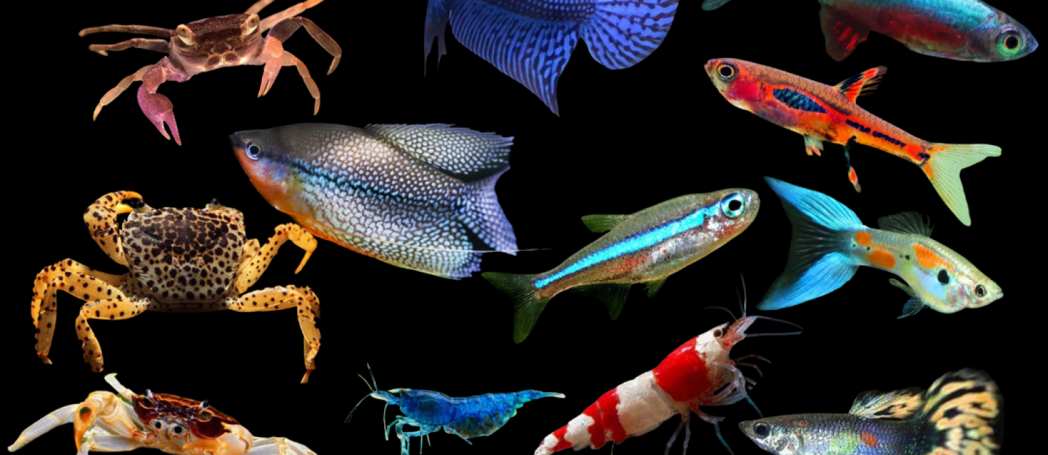 Latest Marine Collections