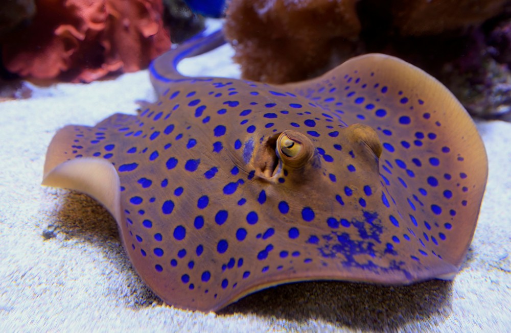10 Fin-tastic Facts for World Stingray Day