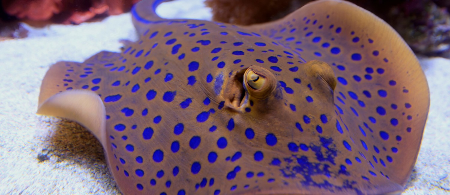 10 Fin-tastic Facts for World Stingray Day