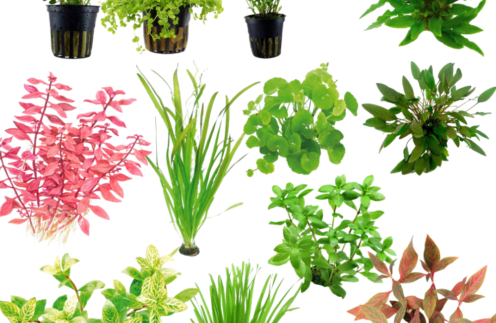 Fresh Aquatic Greens