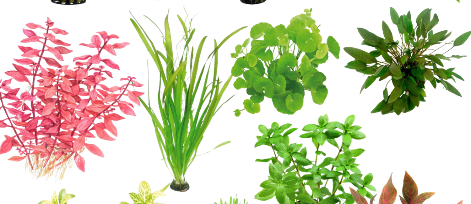 Fresh Aquatic Greens