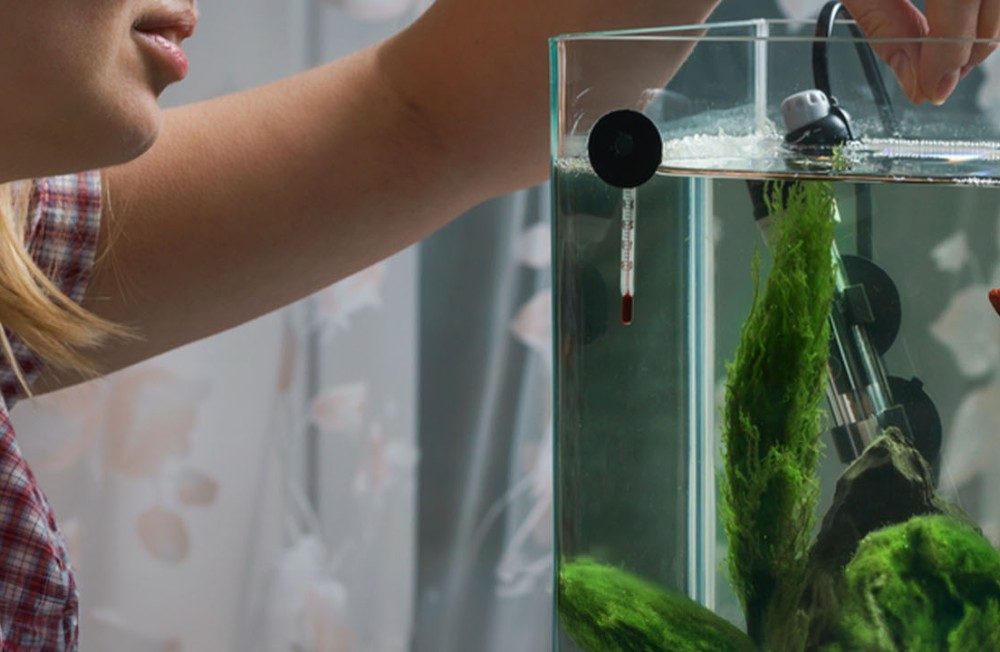 Freshest Freshwater Finds: Plants, Fish and More, now in store! 