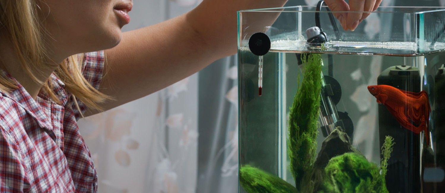 Freshest Freshwater Finds: Plants, Fish and More, now in store! 