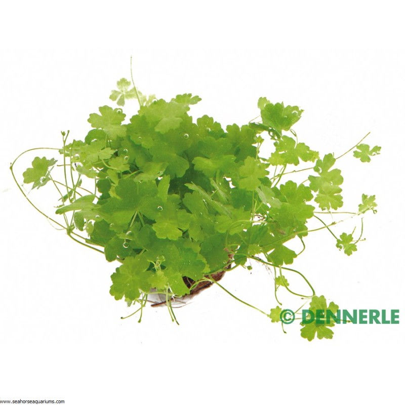 Hydrocotyle tripartita