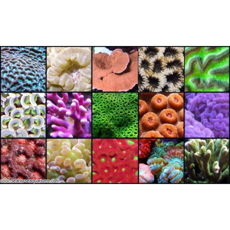 Baby Frag Pack (4 Mixed Corals)
