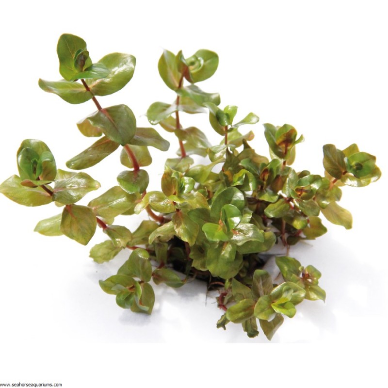 Rotala macrandra Green