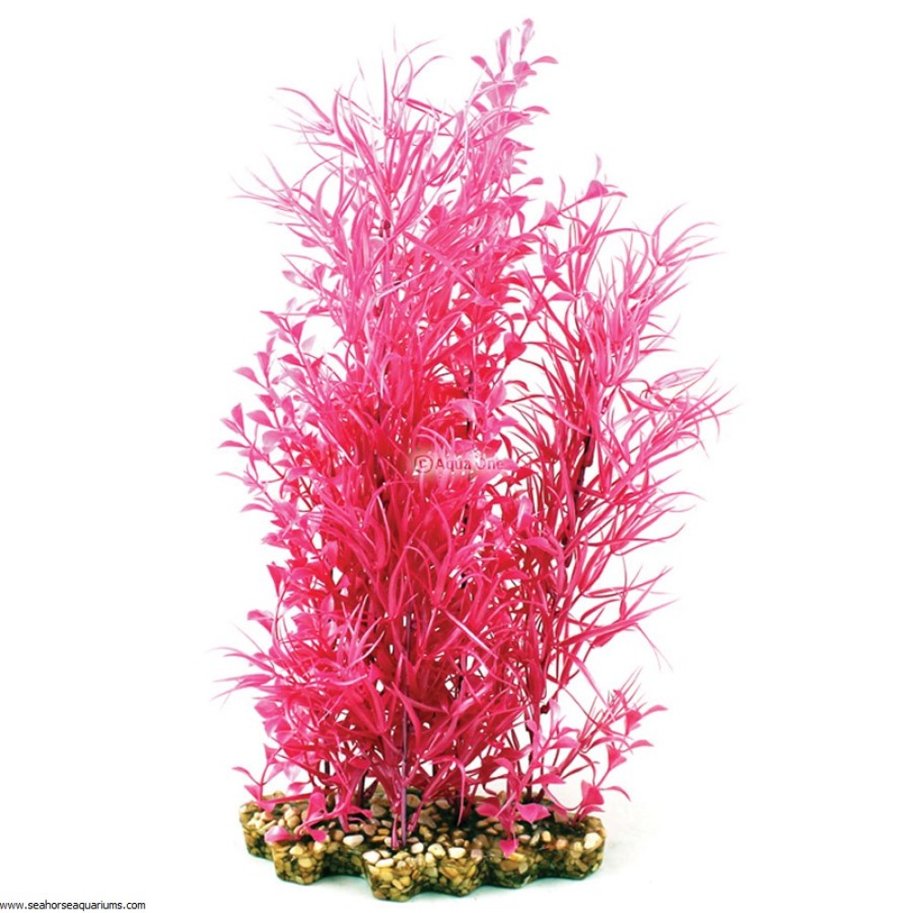 Aquaone Pink Ludwigia XL