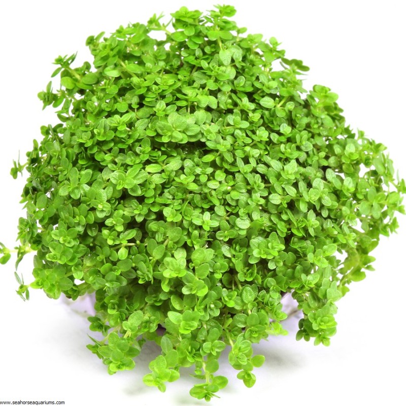Hemianthus calitrichoides Cuba