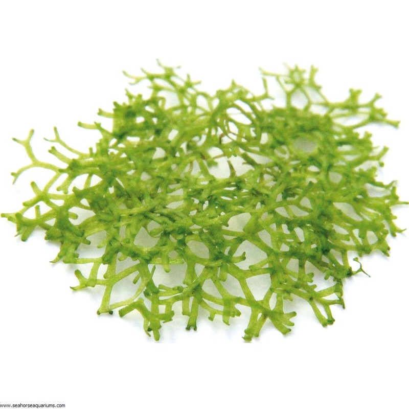 Riccia fluitans In-Vitro