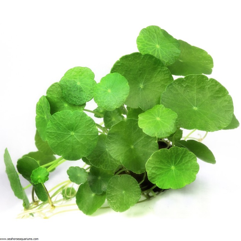 Hydrocotyle verticillata