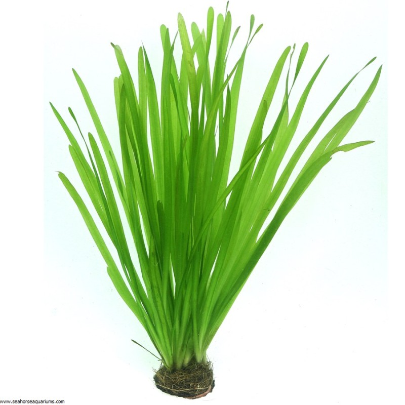 Vallisneria spiralis 6407