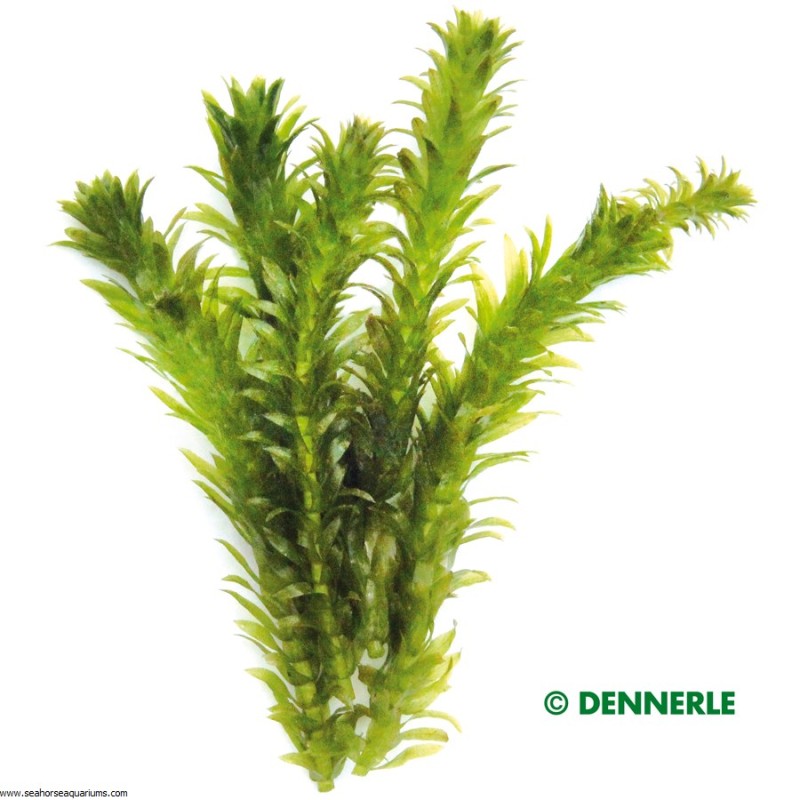 Egeria densa 'Dense Waterweed'
