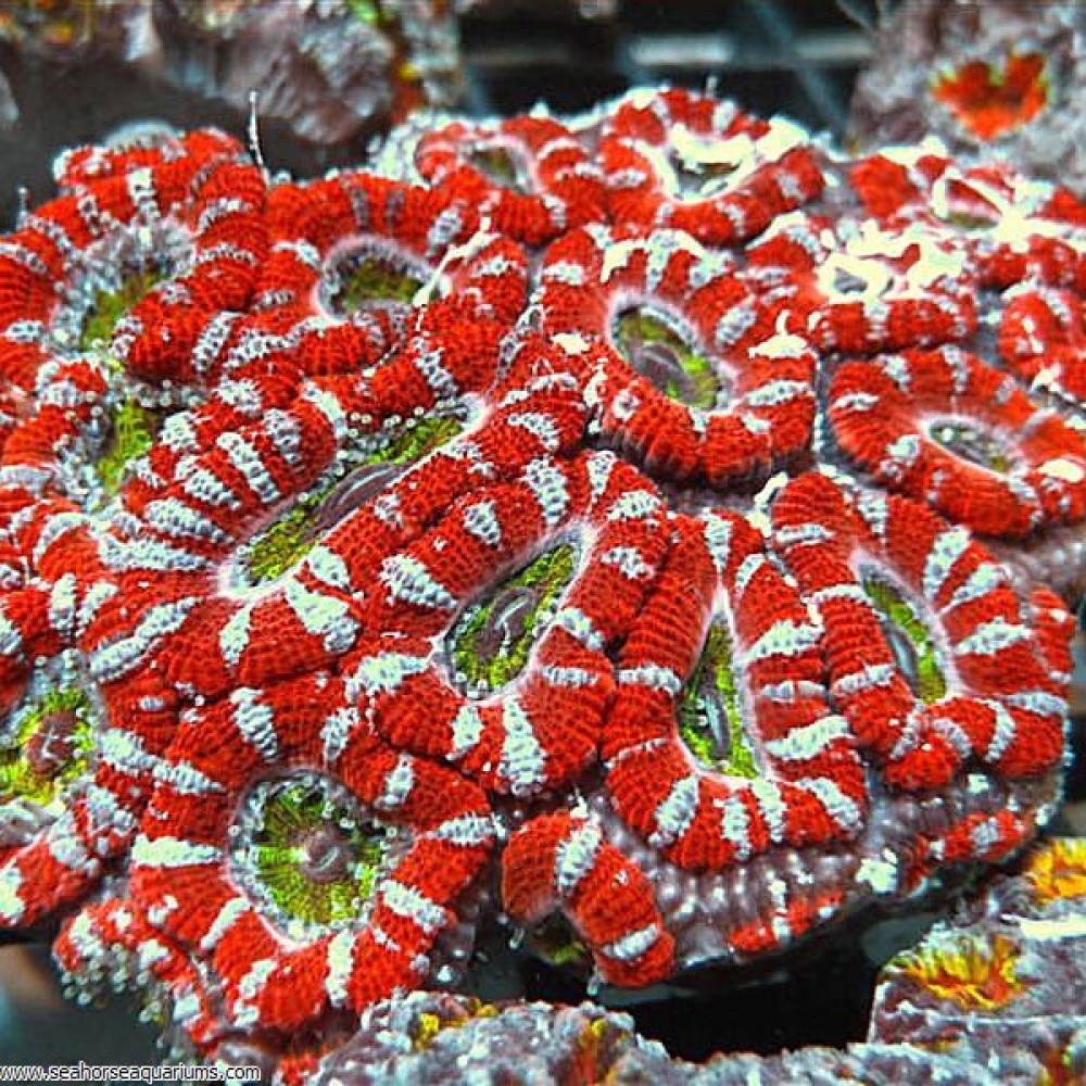 Acan Coral