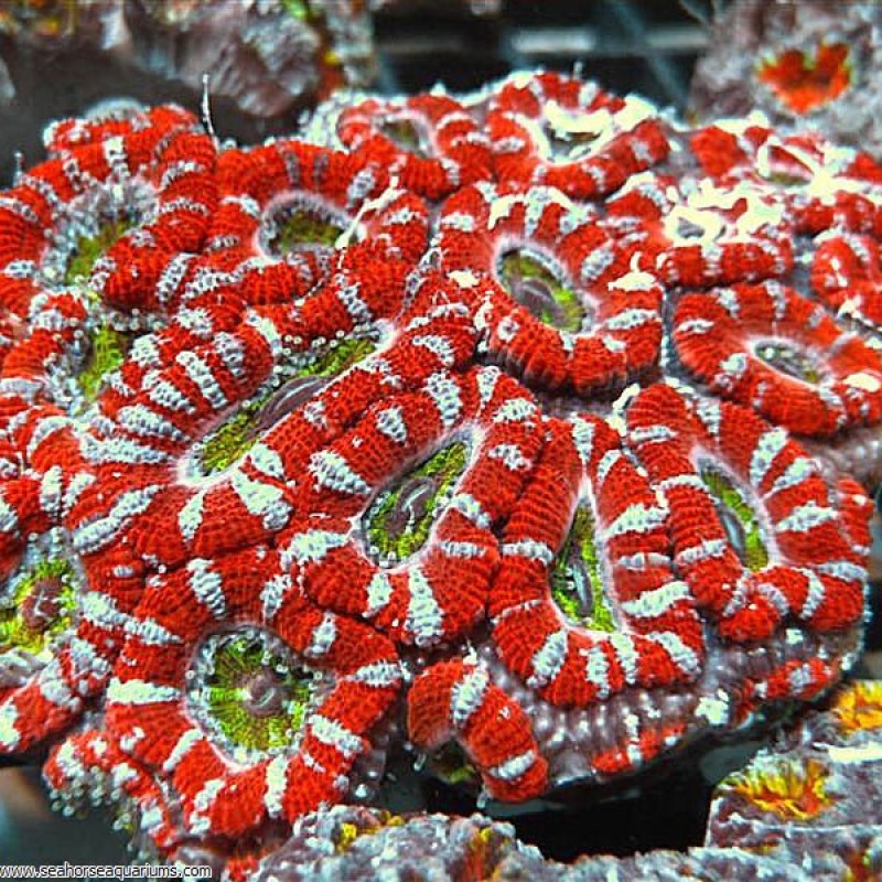 Acan Coral     - Small