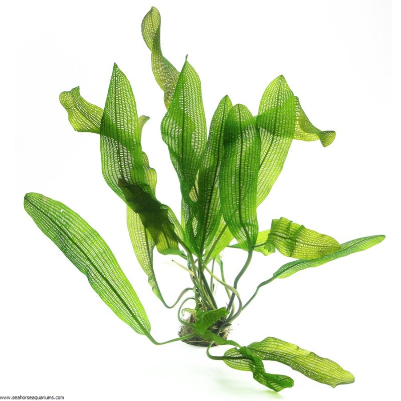 Aponogeton henkelianus