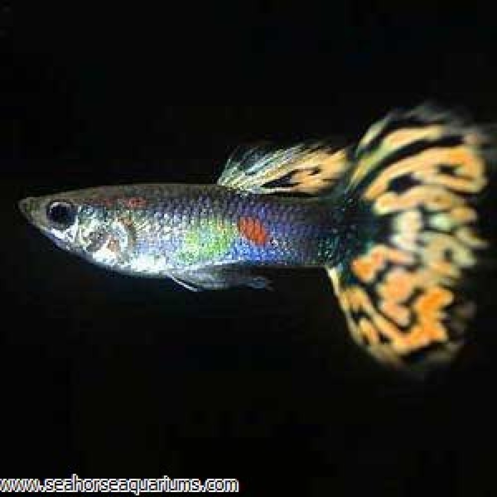 Assorted Male Guppy - Large