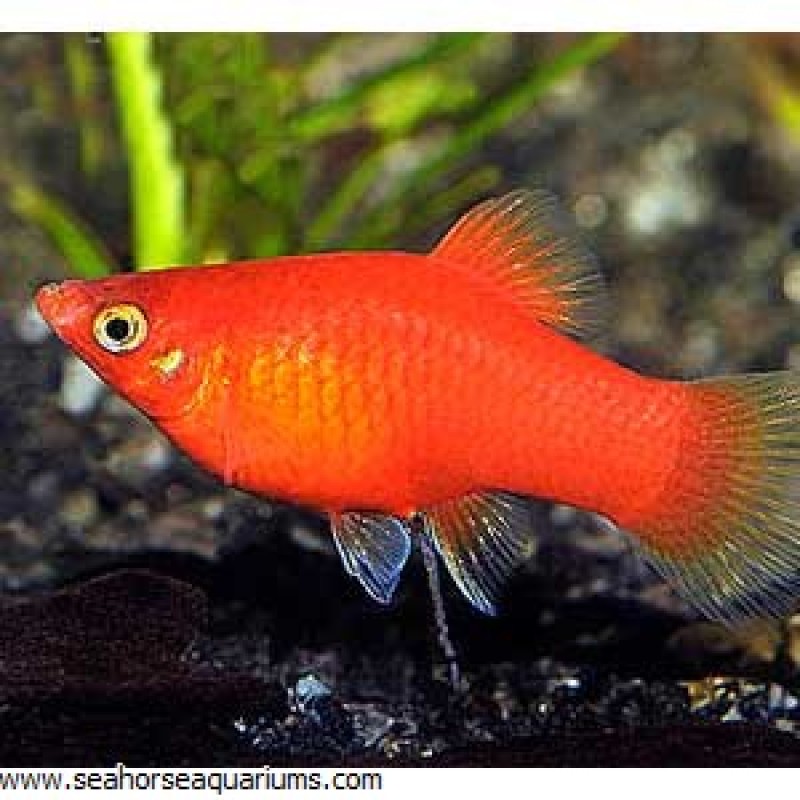 Assorted Platy - Small