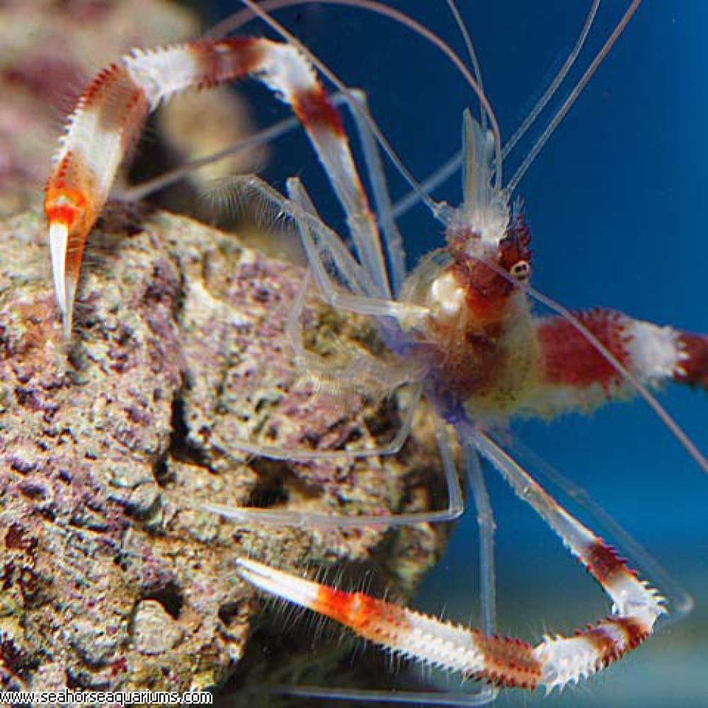 Banded Boxer Shrimp - Small