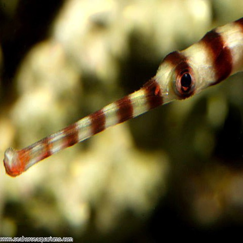 Banded Pipe Fish - Small