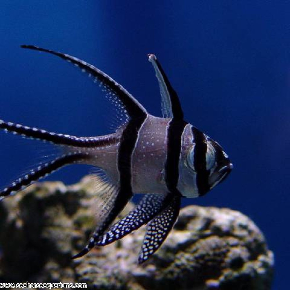 Bangi Cardinalfish - Small