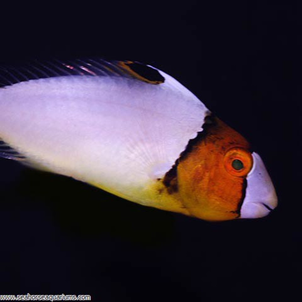 Bicolor Parrotfish - Small