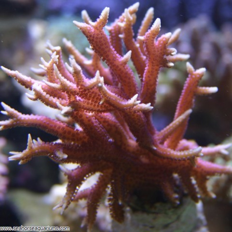 Birdsnest Coral - Small