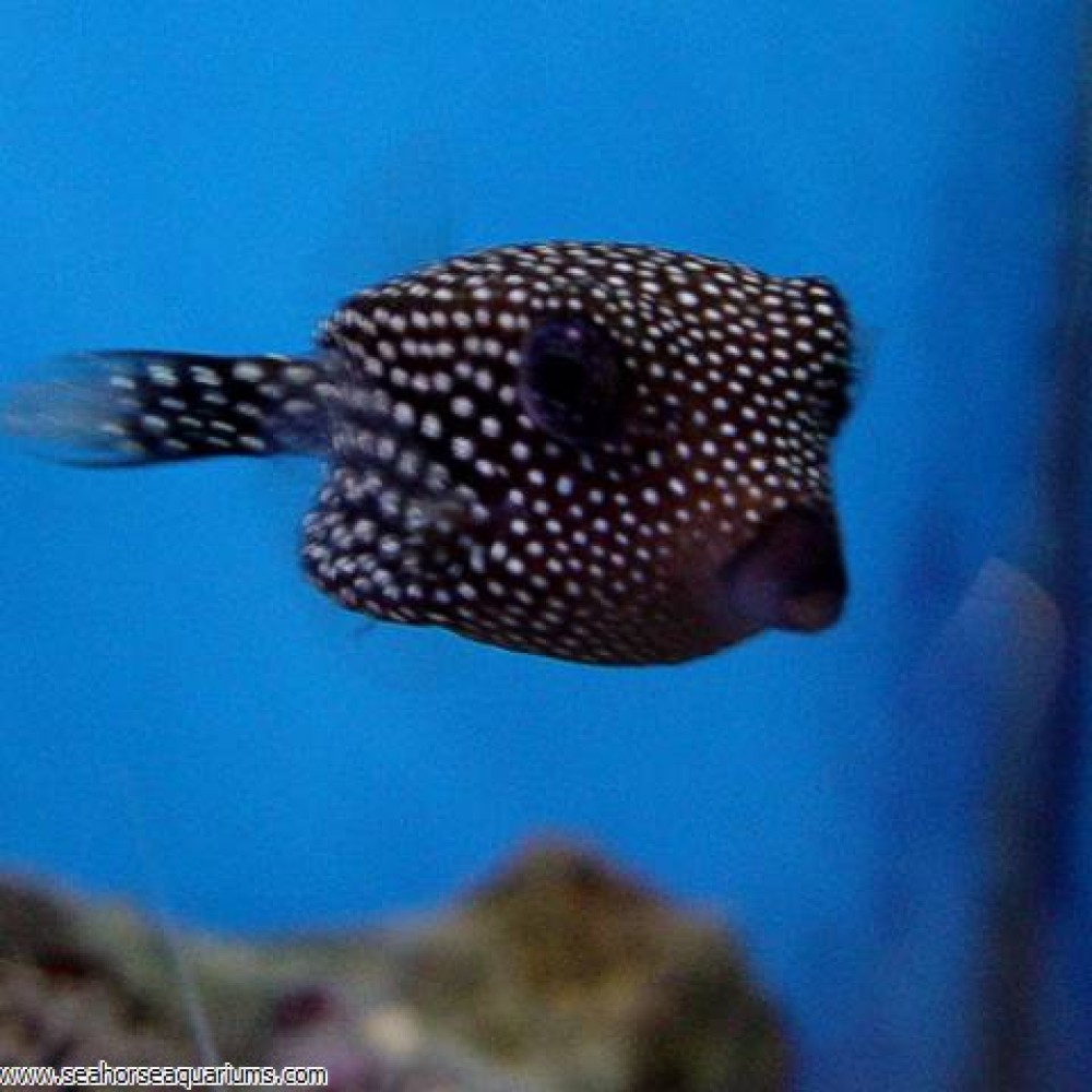 Black Boxfish - Small
