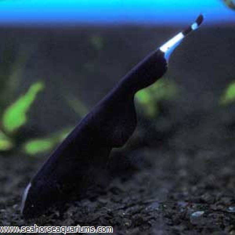 Black Ghost Knifefish - Small