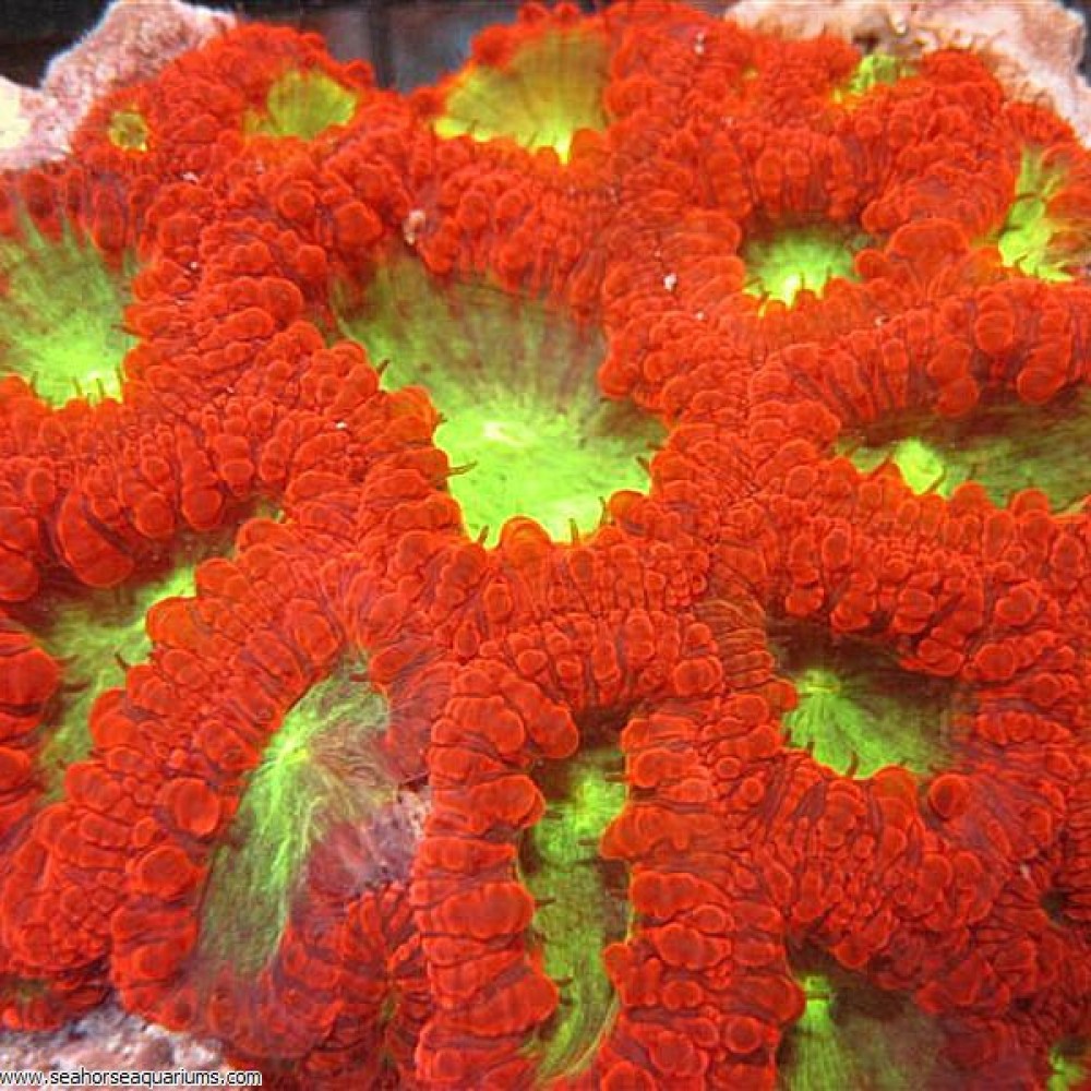 Blastomussa Coral (per Polyp)