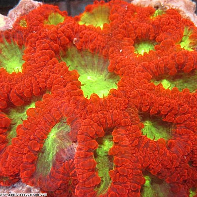 Blastomussa Coral (Per Polyp)