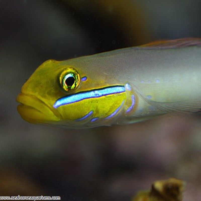 Blue Cheek Goby - Small