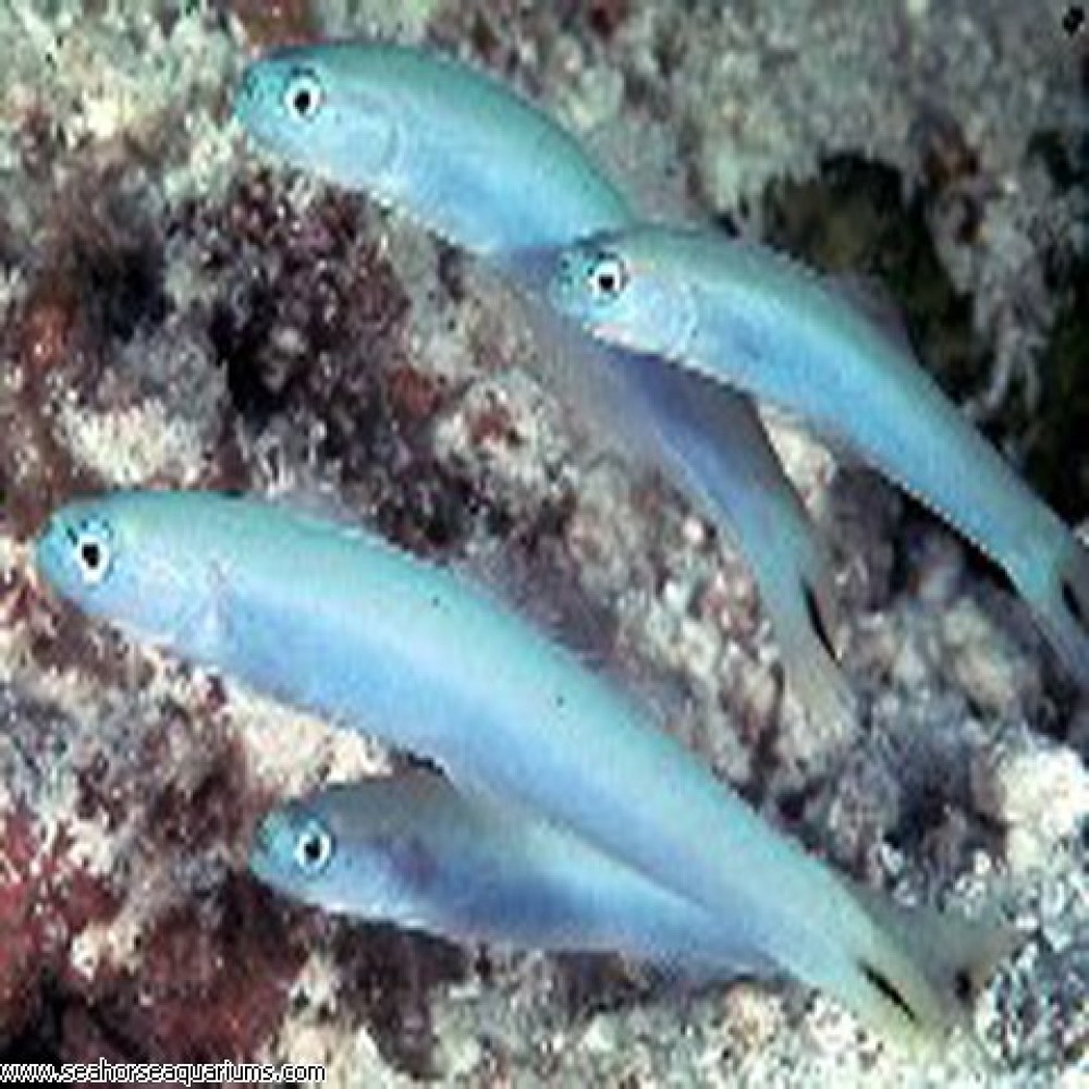 Blue Gadeon Dartfish - Small