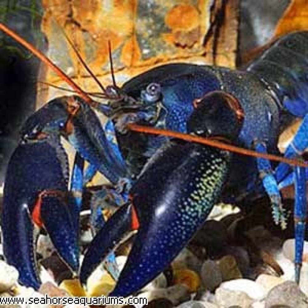 Blue Knight Lobster - Large