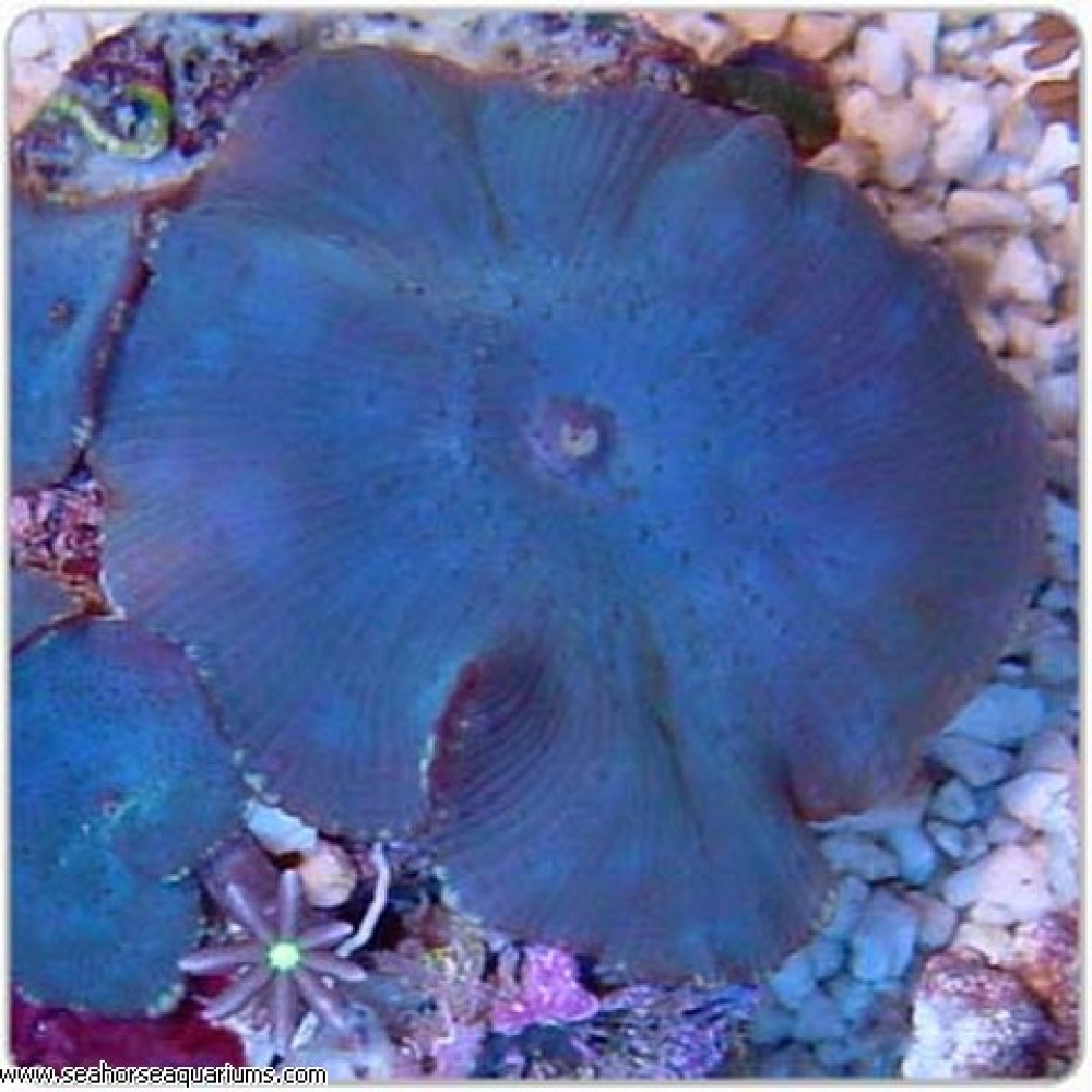 Blue Mushrooms (Per Polyp)