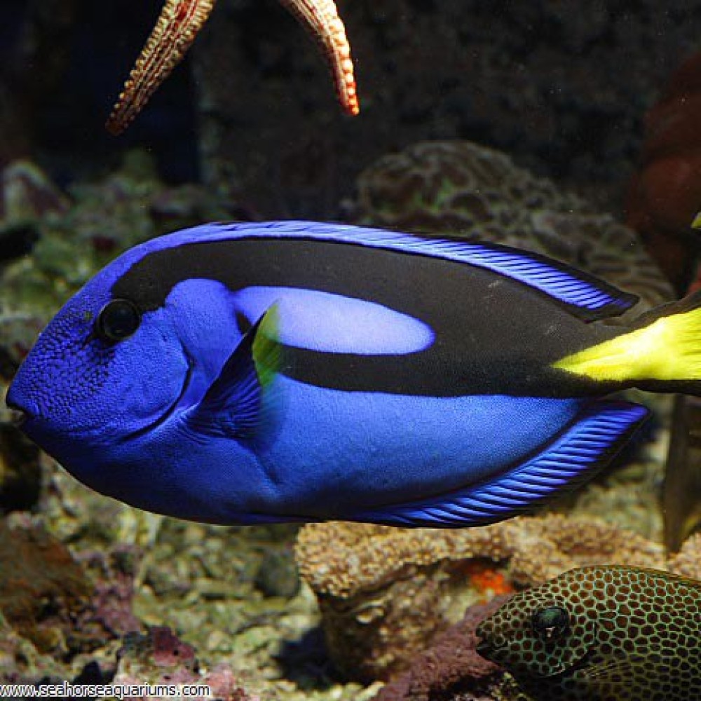Blue Tang Yellow Belly - Small