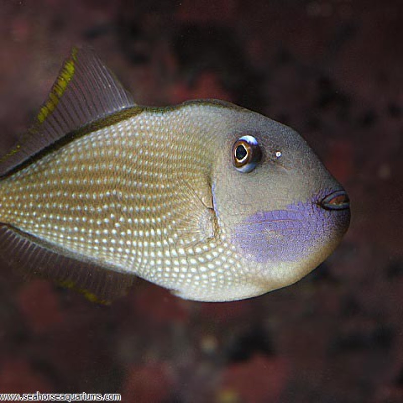Blue Throat Triggerfish - Small