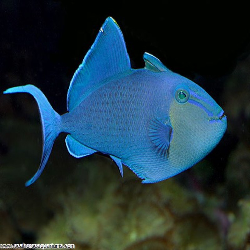 Blue Triggerfish - Small