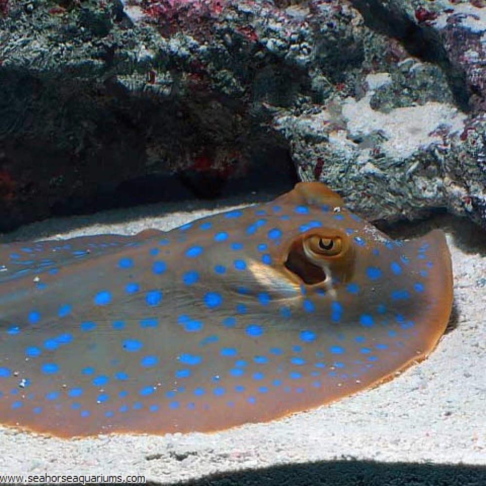 Blue-Spotted Stingray - Small