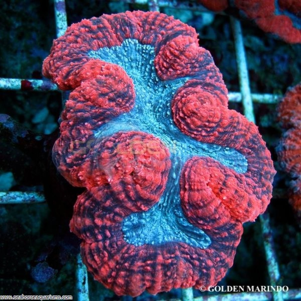 Brain Coral, Lobophyllia - Small