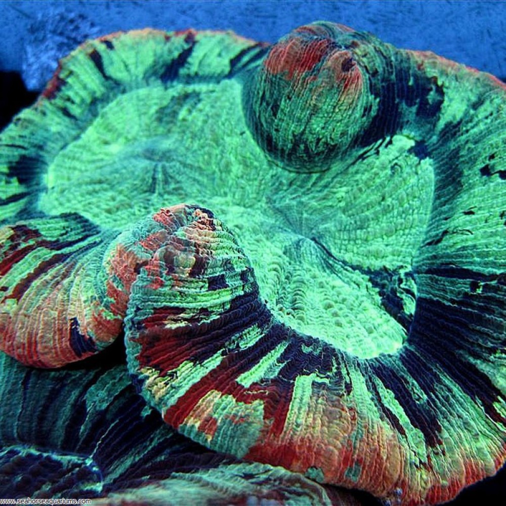 Brain Coral, Trachyphyllia     - Small