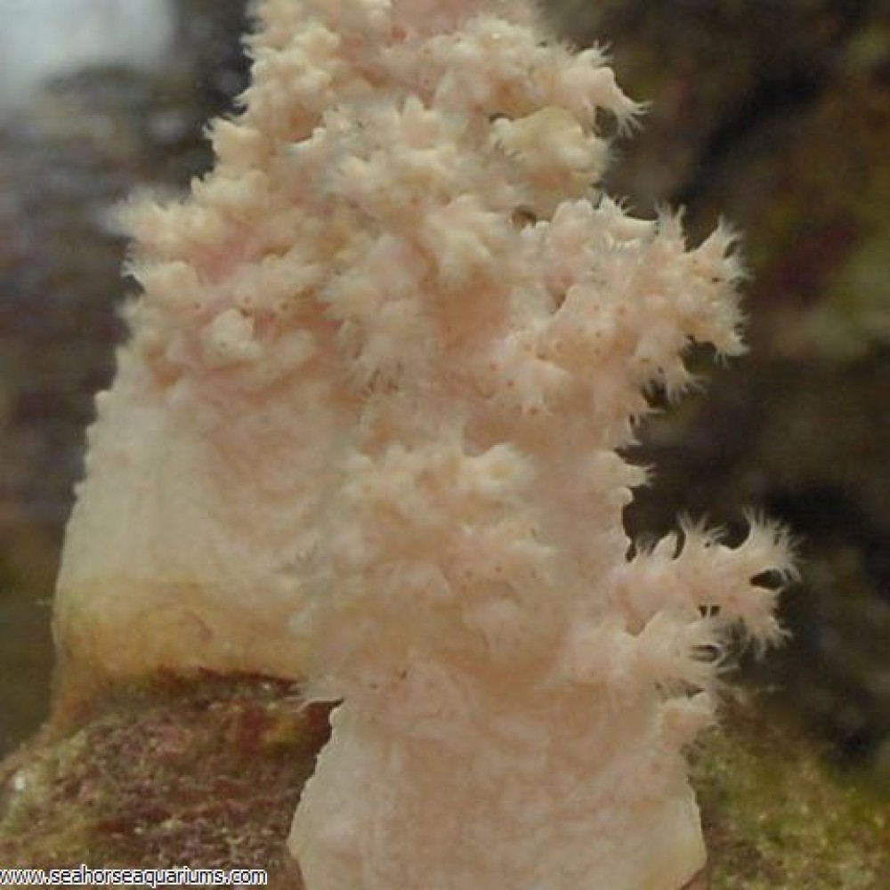 Bush Coral