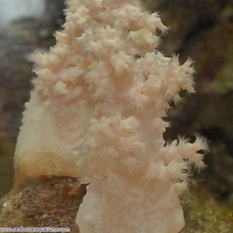 Bush Coral - Small
