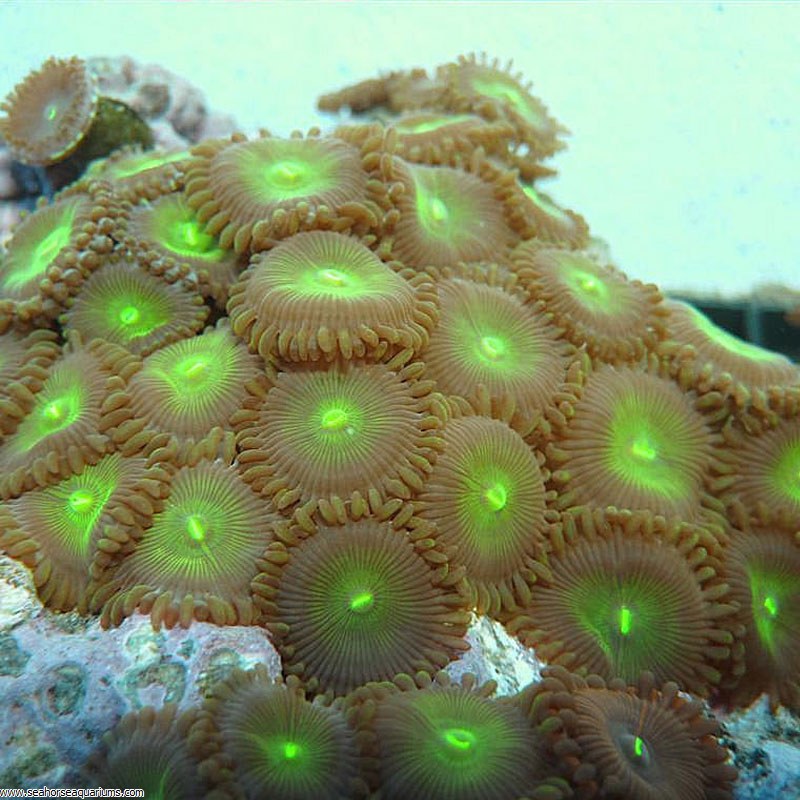 Button Polyps - Small