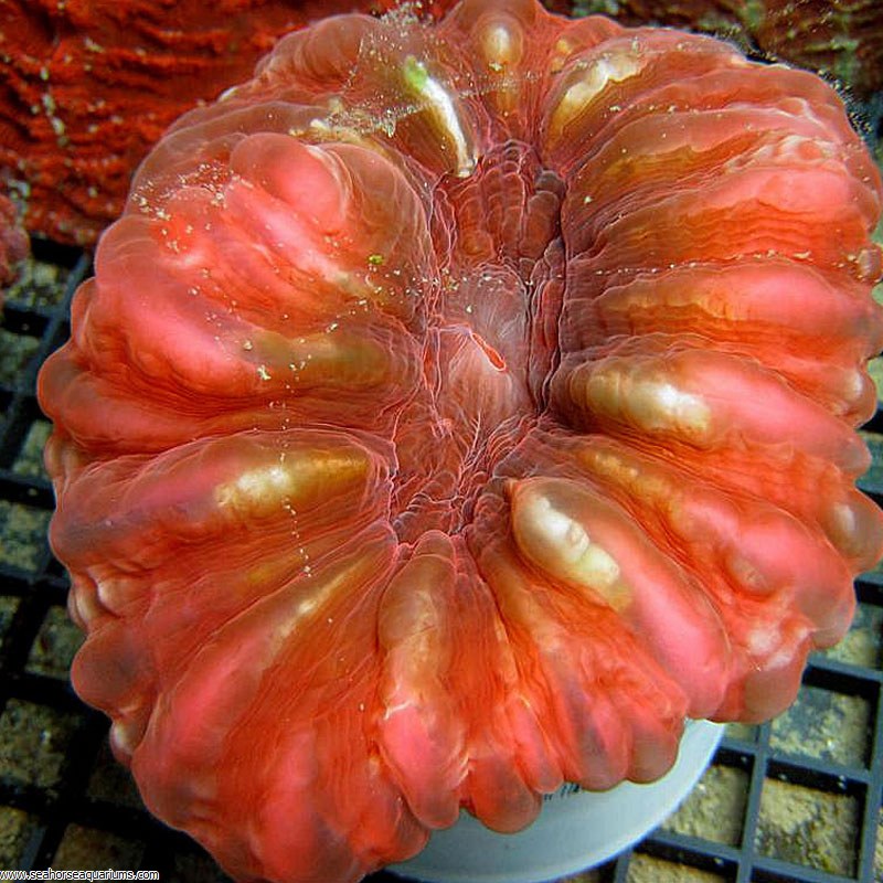 Button Coral - Small