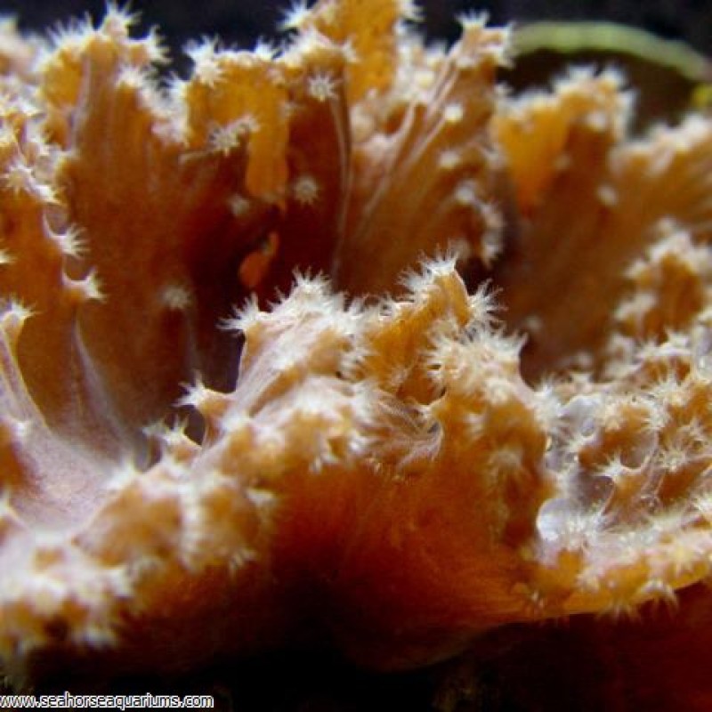 Cabbage Leather Coral - Small